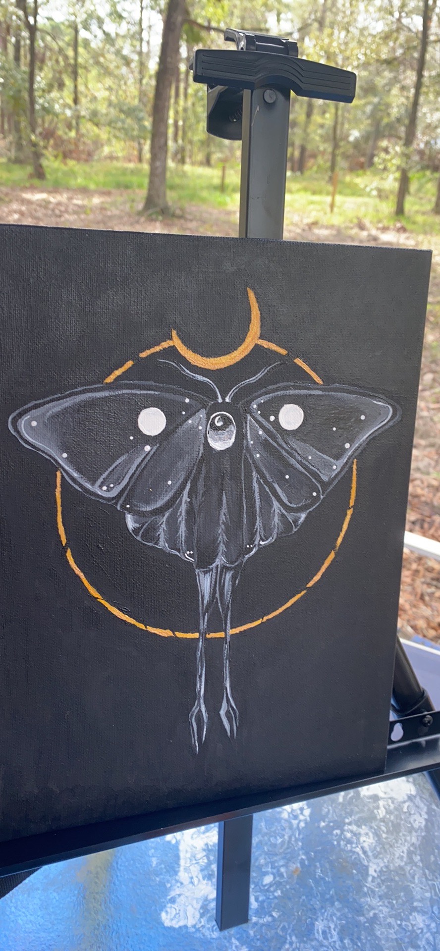 Black canvas lunar moth with crescent halo